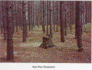 Red Pine Photo.gif (278363 bytes)