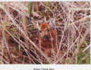 Fawn Photo.gif (303114 bytes)